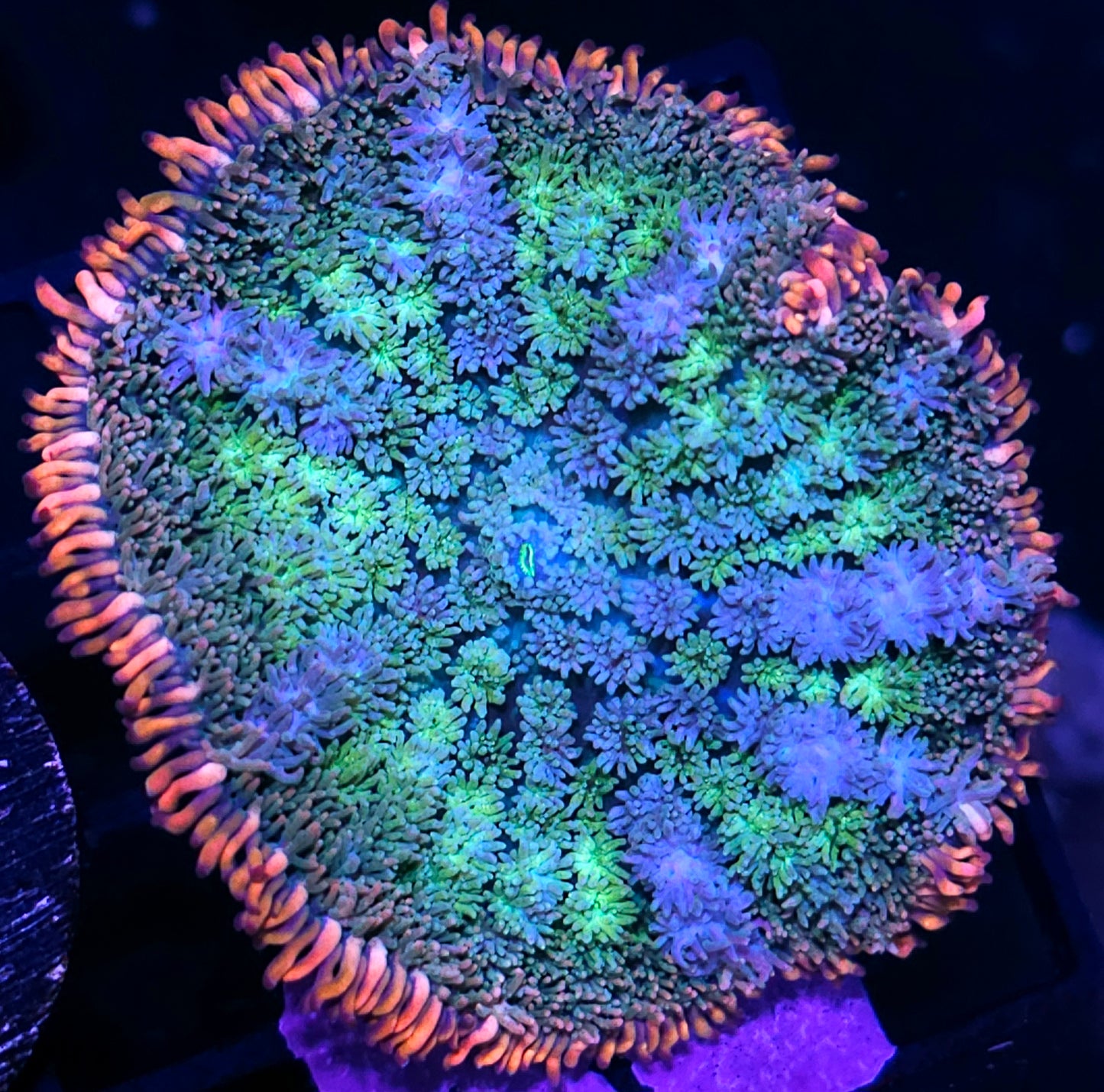 Epic Frankenstein Bounce Mushroom