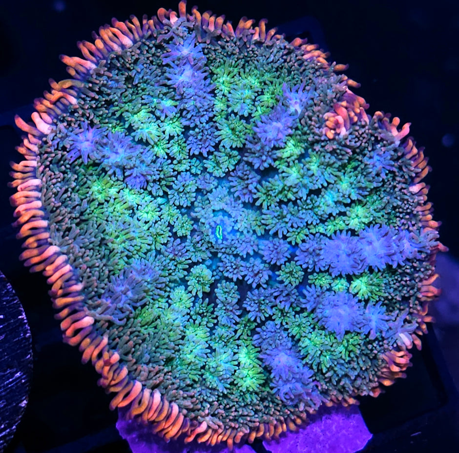 Epic Frankenstein Bounce Mushroom