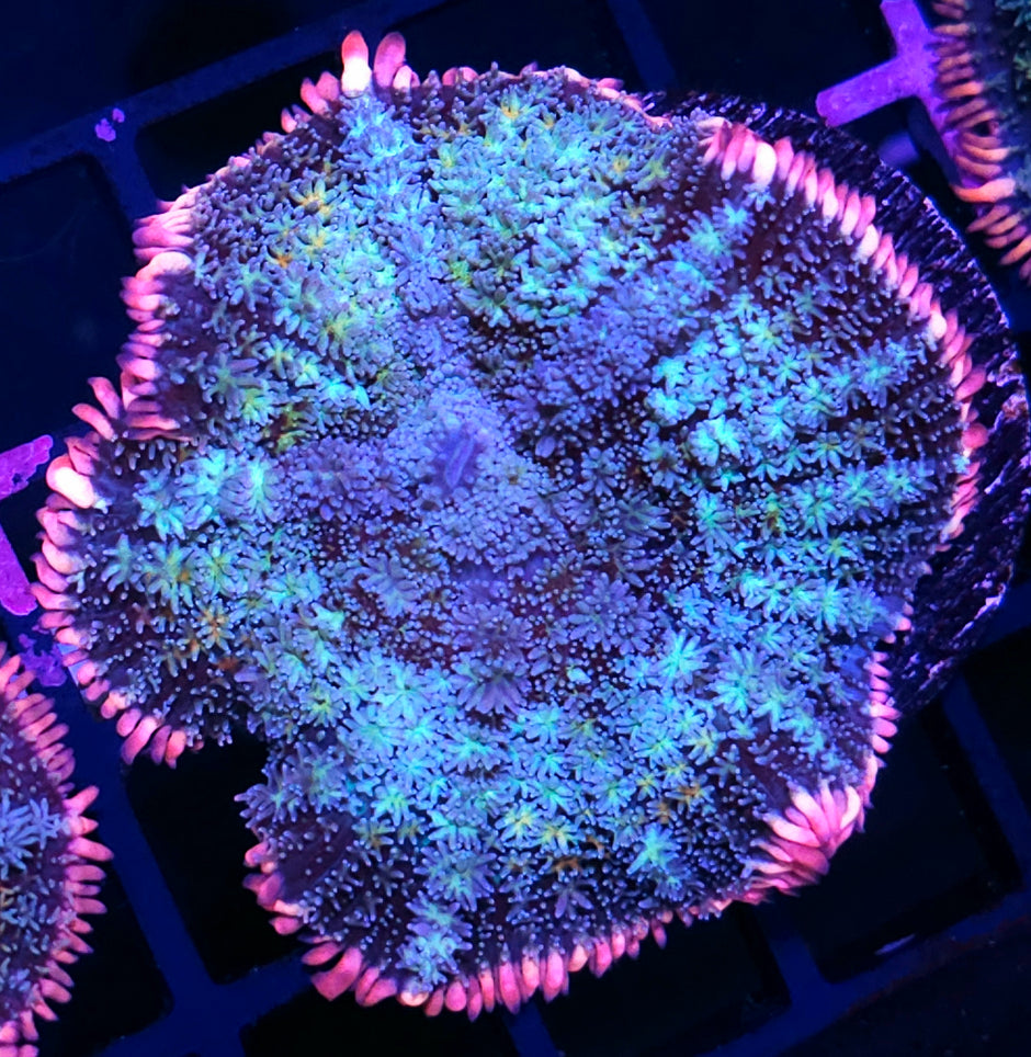Epic Frankenstein Bounce Mushroom