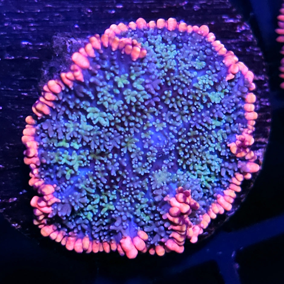 Frankenstein Bounce Mushroom