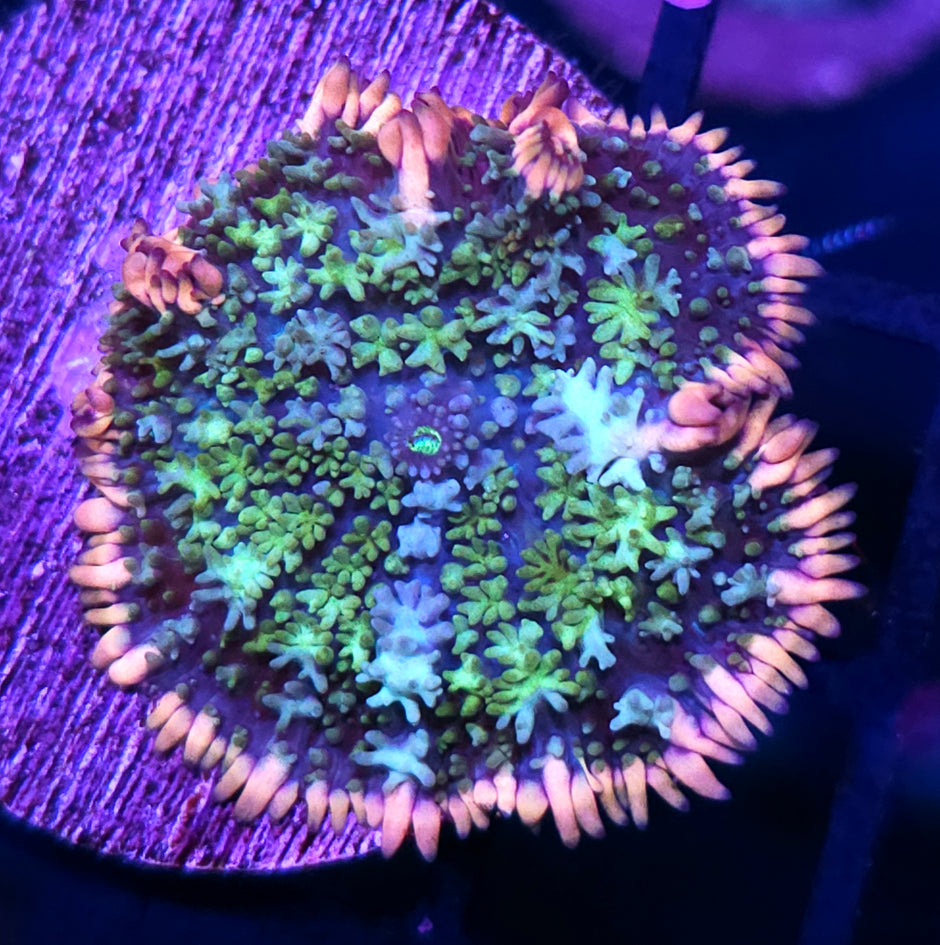 Insane Frankenstein Bounce Mushroom