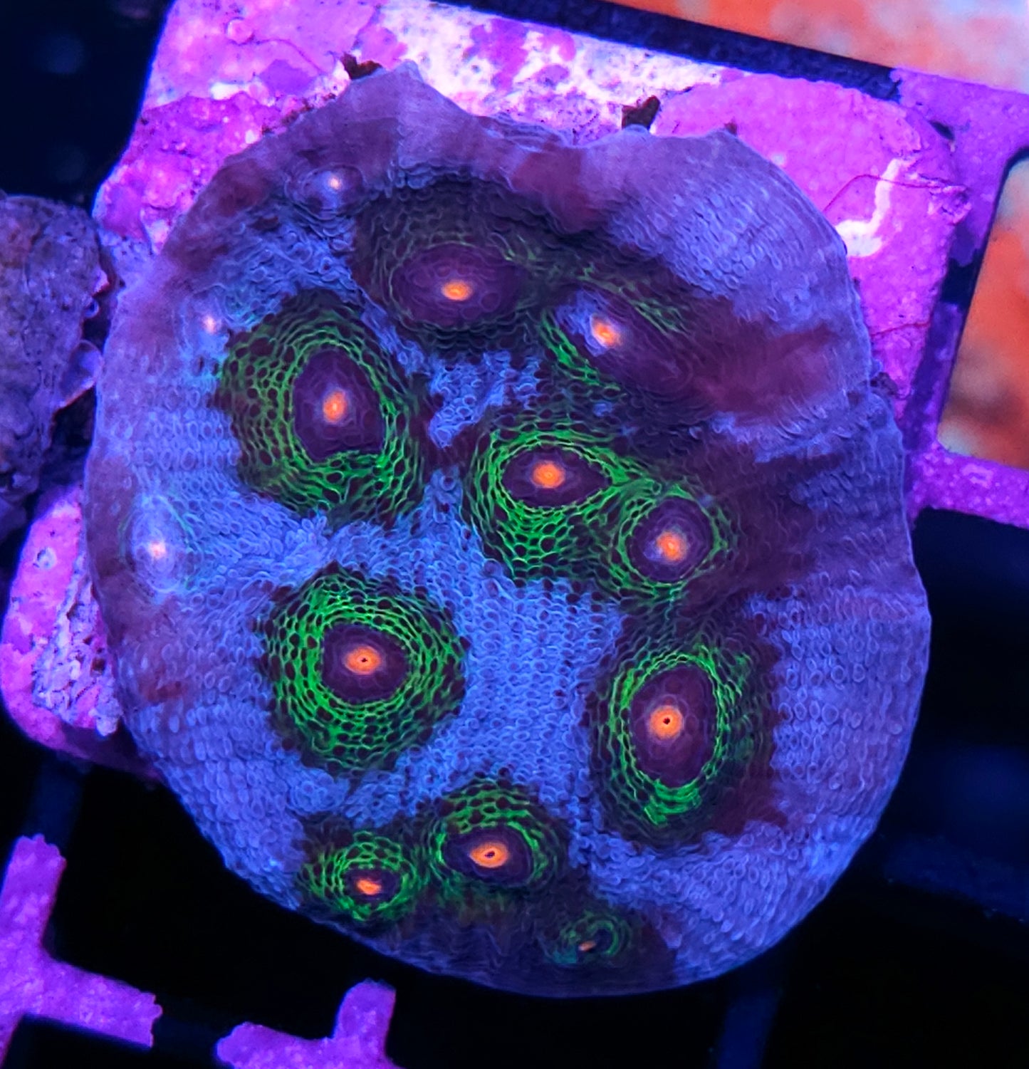 DR Avatar Chalice Colony