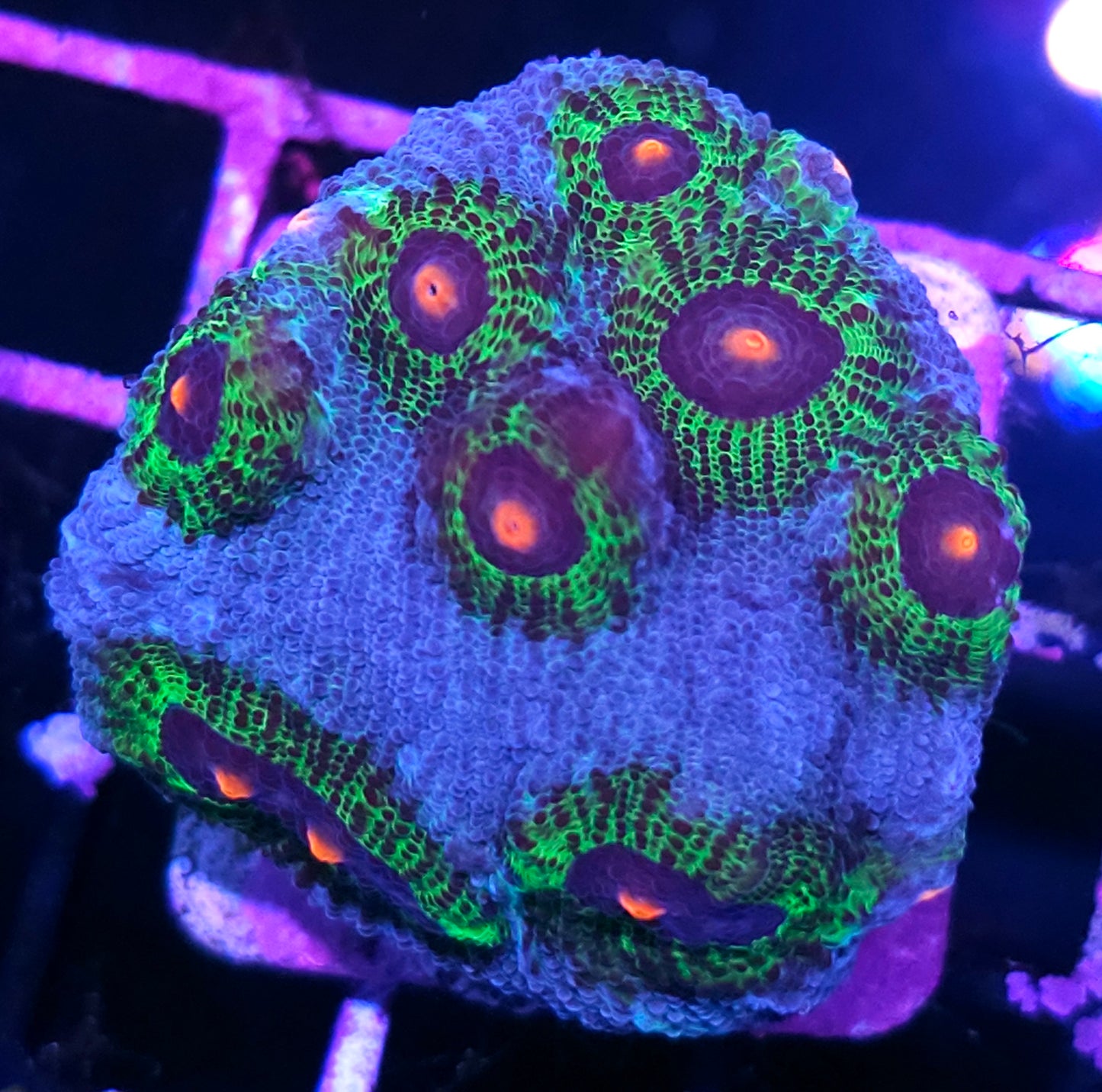 DR Avatar Chalice Colony