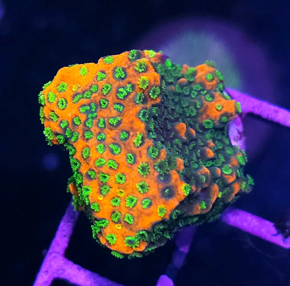 DR Sunset Montipora Chunk