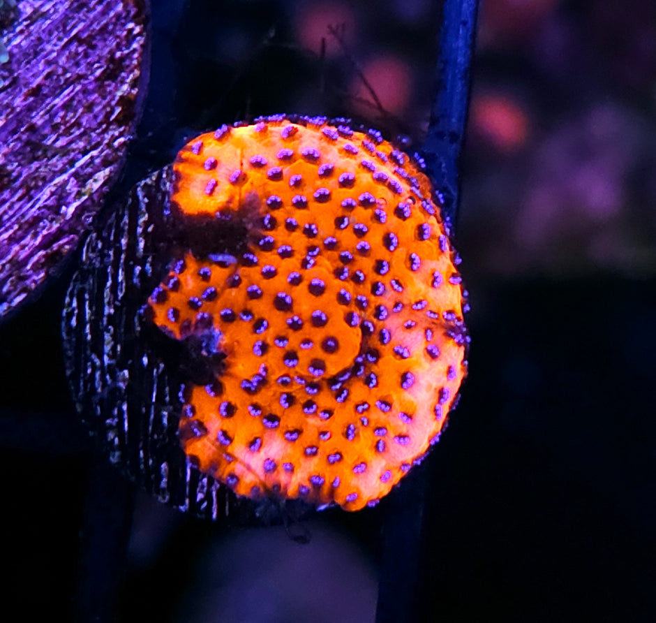 Mystic Sunset Montipora