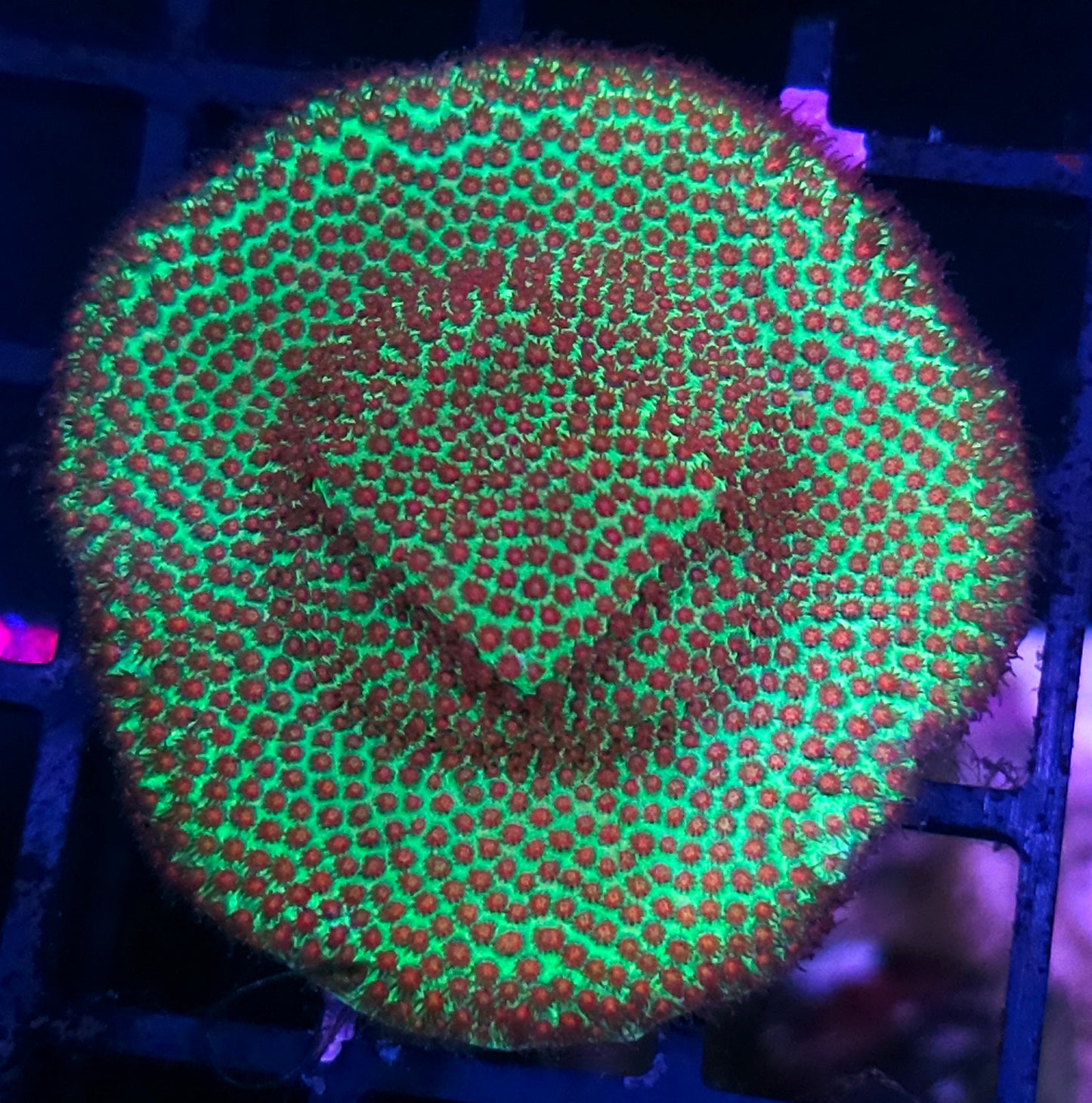 Grinch Porites Colony