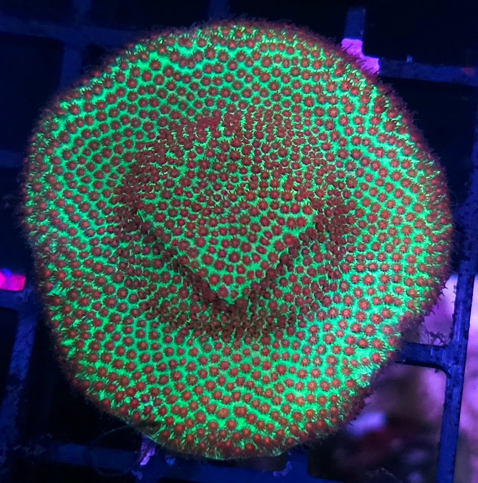 Grinch Porites Colony