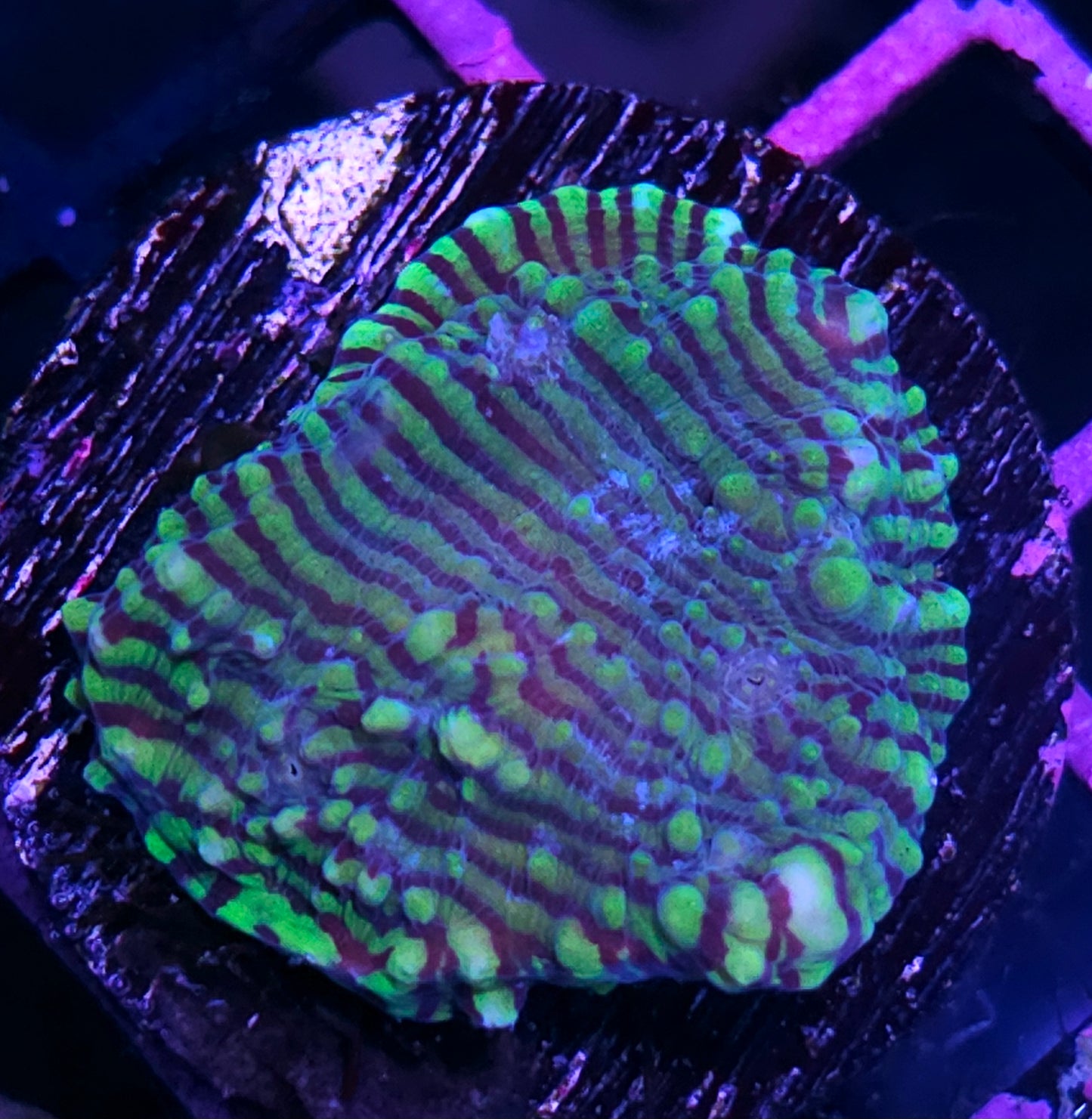 HF Convict Chalice