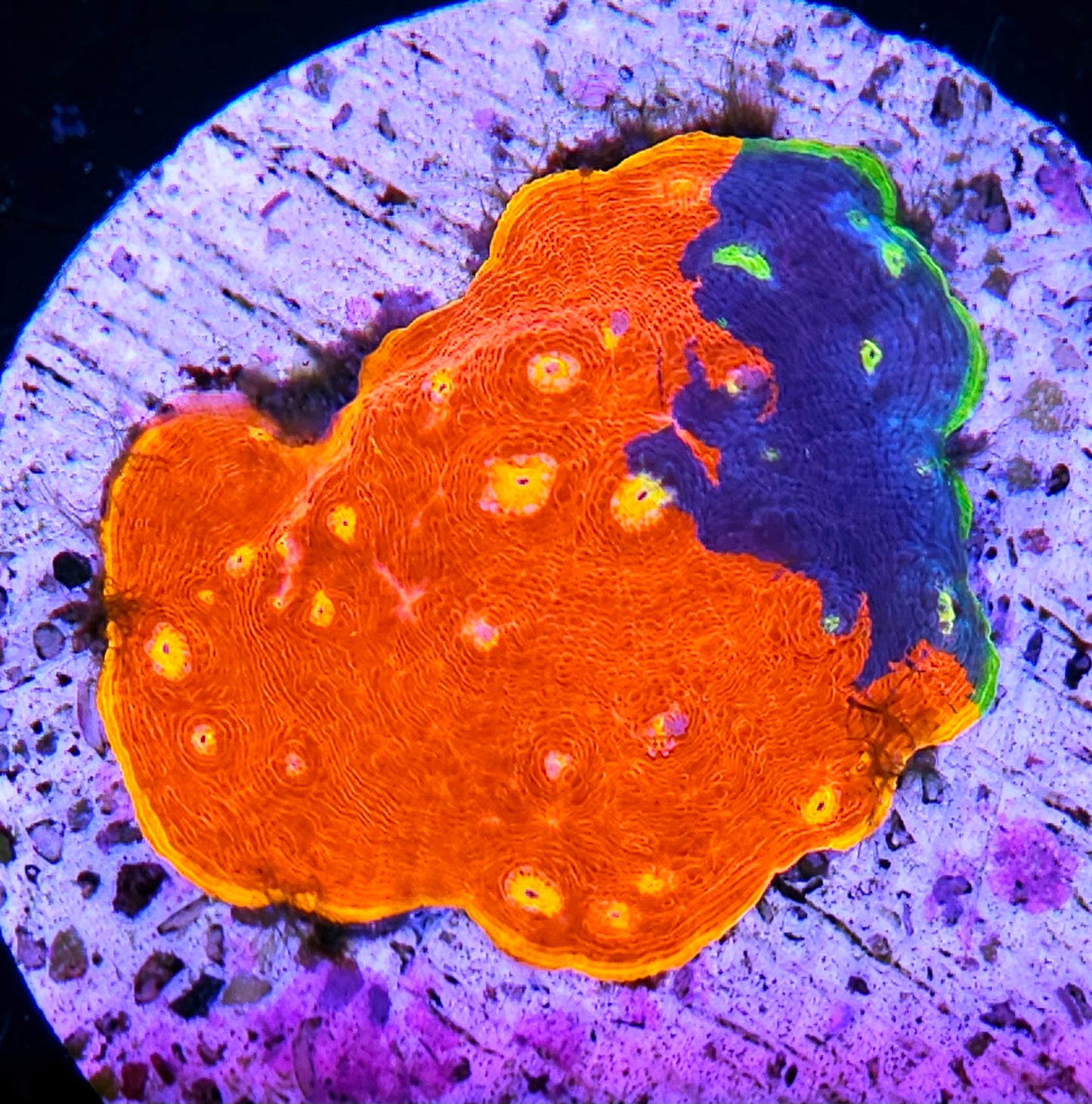 3.5" Jelly Beans Rainbow Chalice Colony