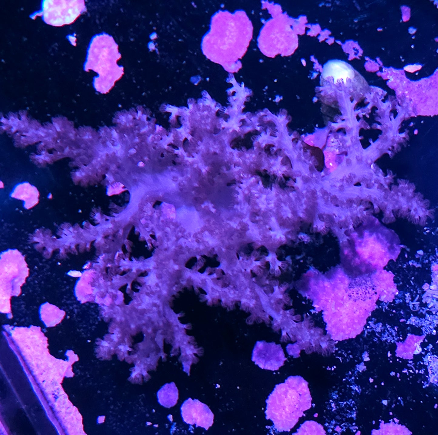 Purple Kenya Tree Colony