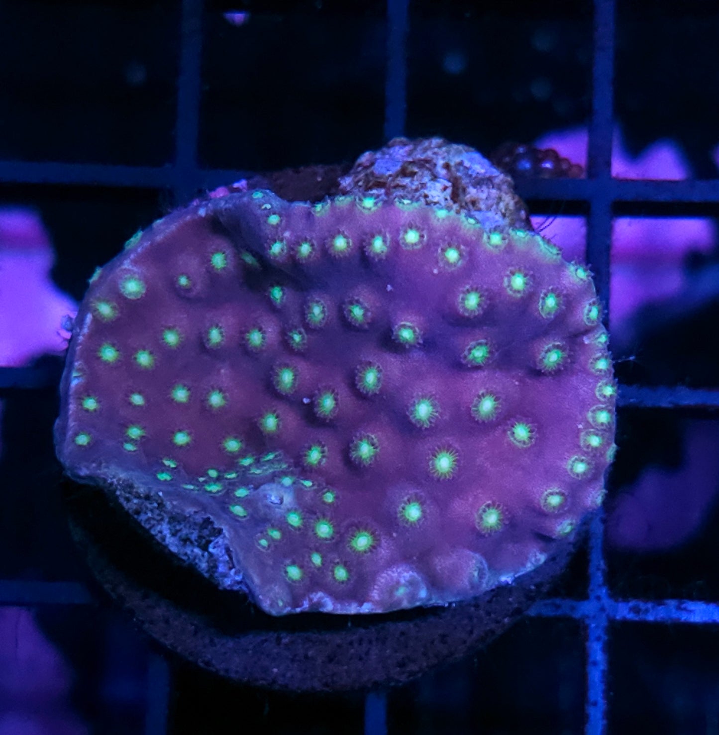 Purple Scroll