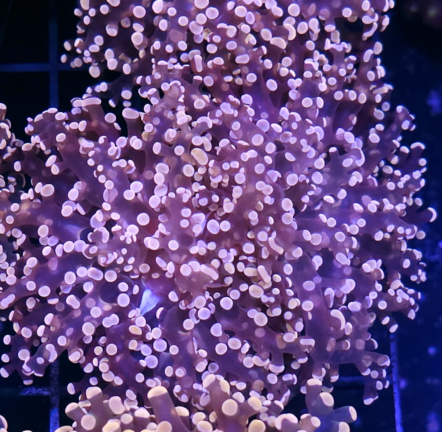 Orange Frogspawn