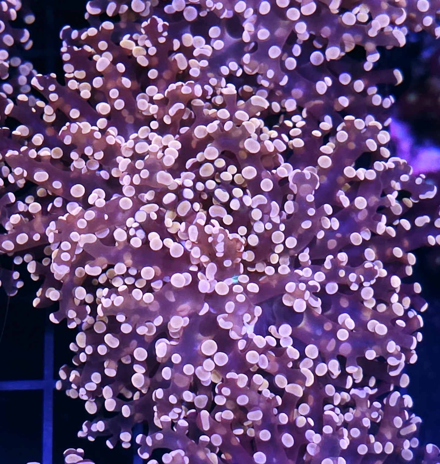 Orange Frogspawn