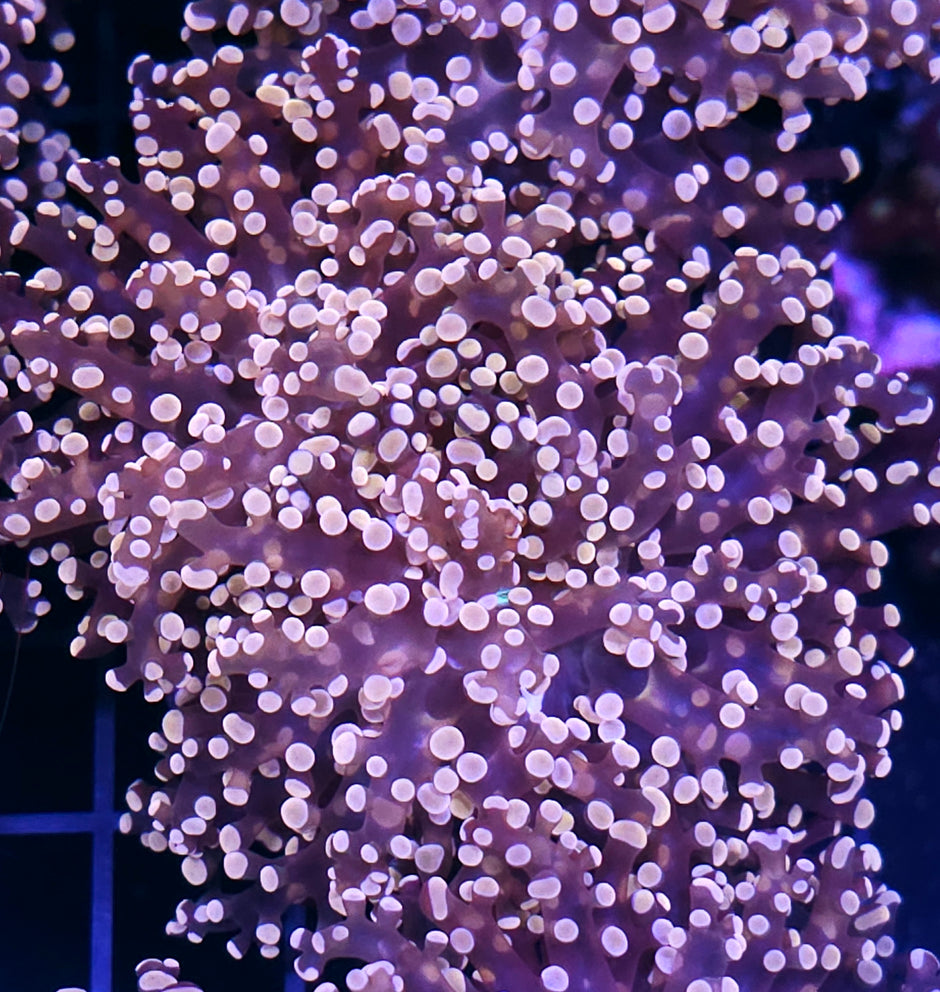 Orange Frogspawn