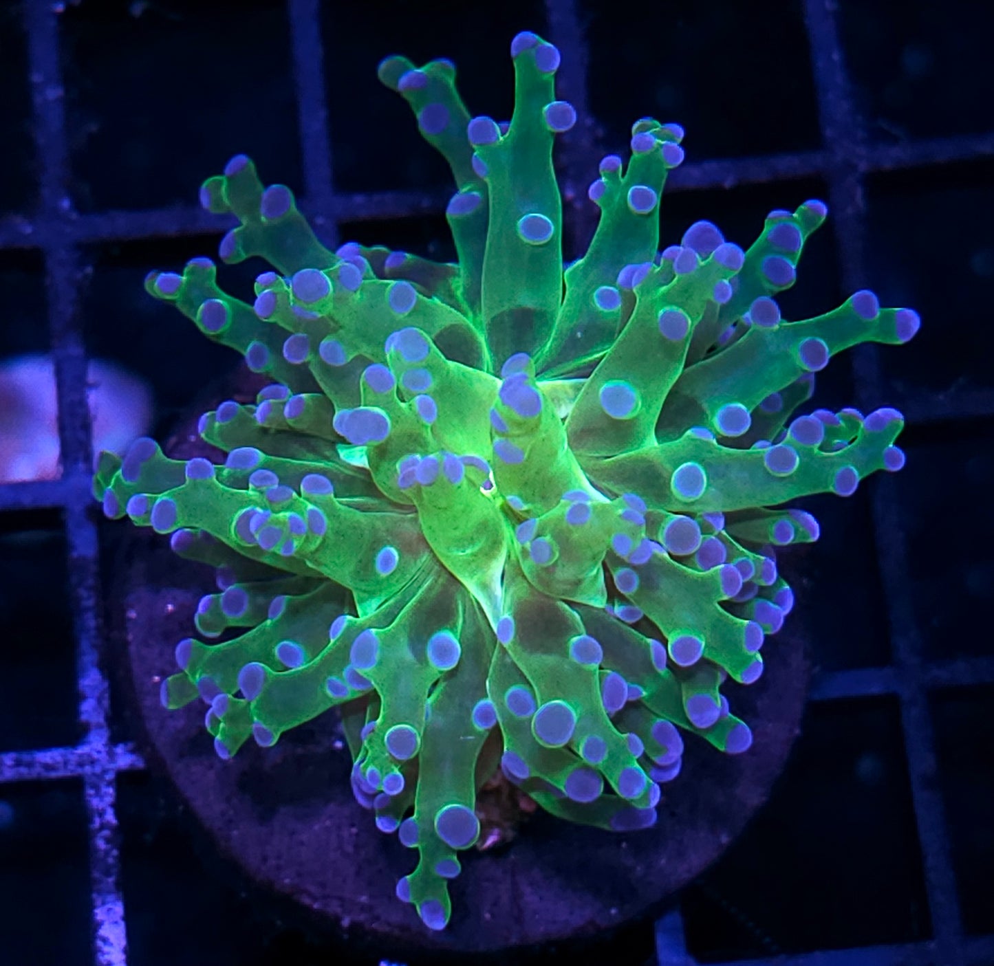 Blue Tip Frogspawn