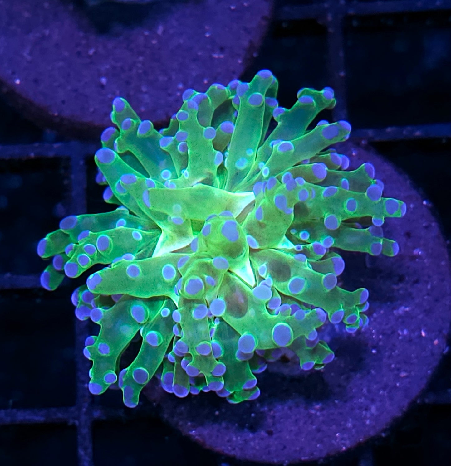 Blue Tip Frogspawn