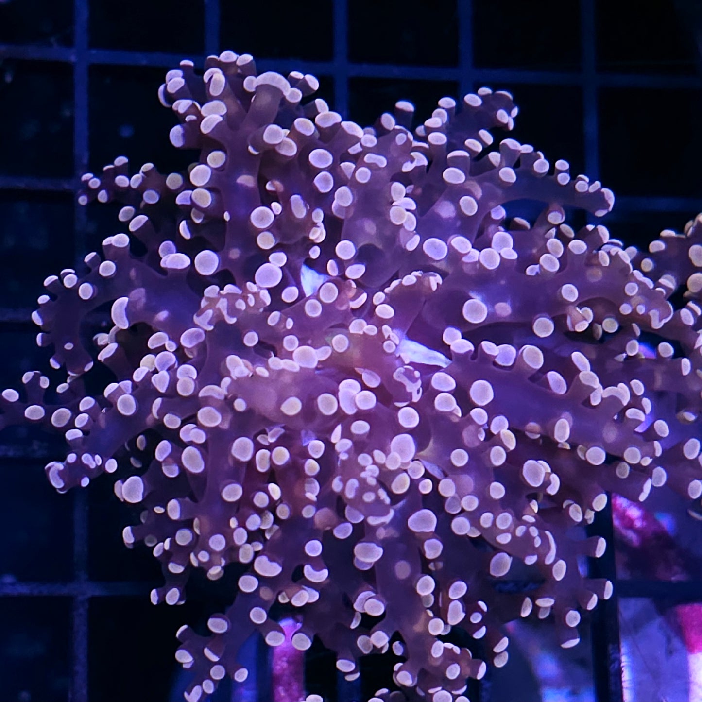 Orange Frogspawn