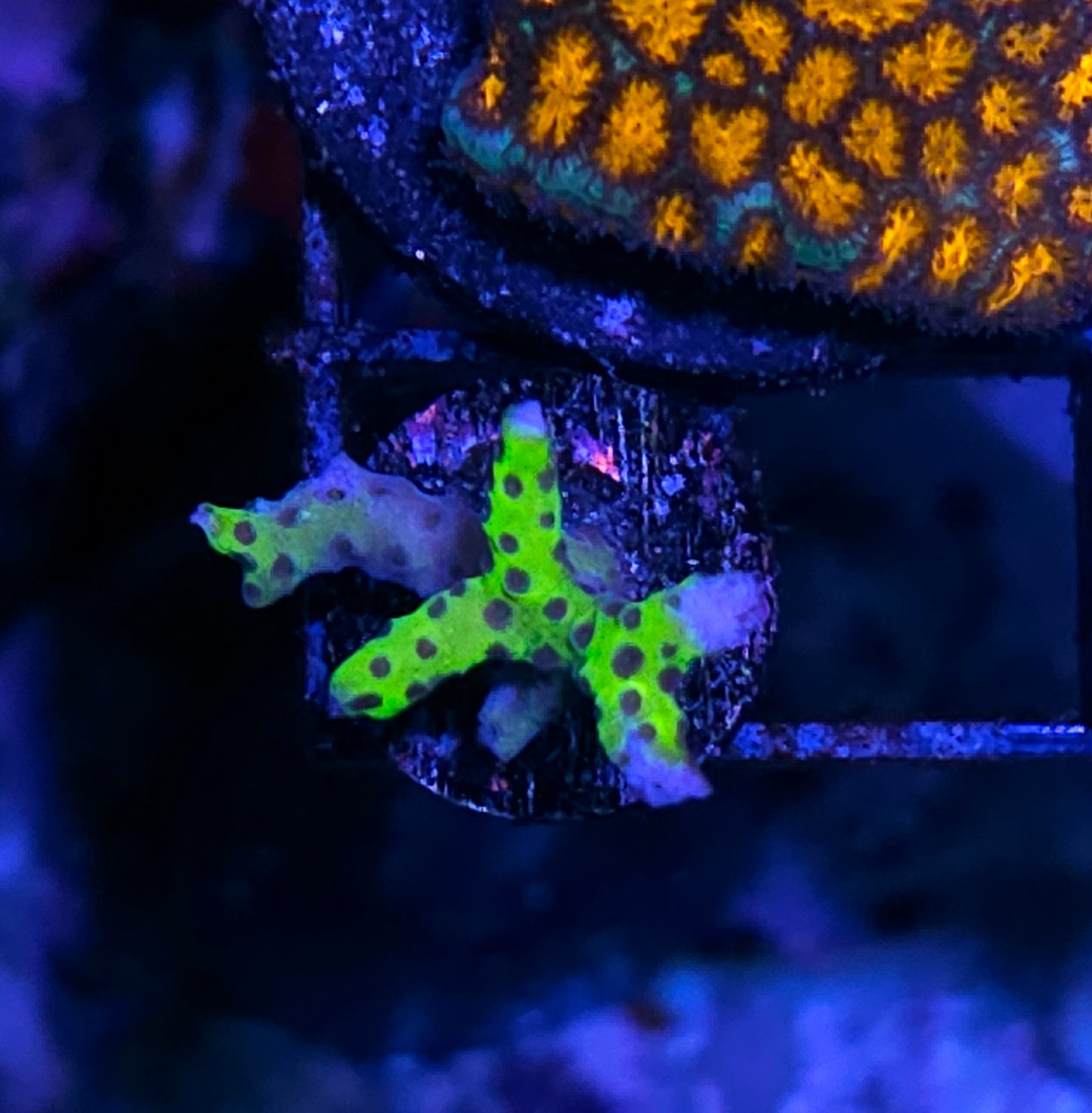 HF Bioluminescent Anacropora