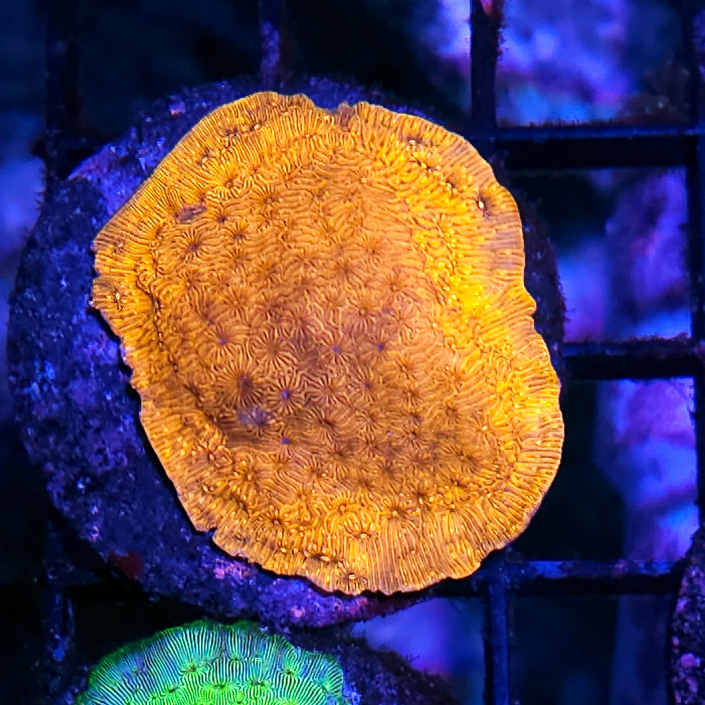 24kt Gold Pavona Cactus