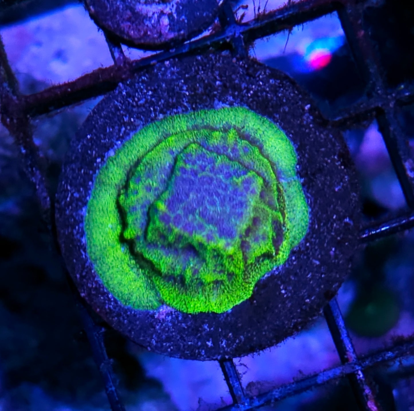 HF Stargate Leptosersis