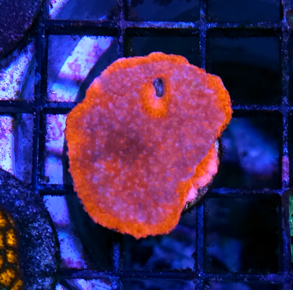 Flambe Montipora