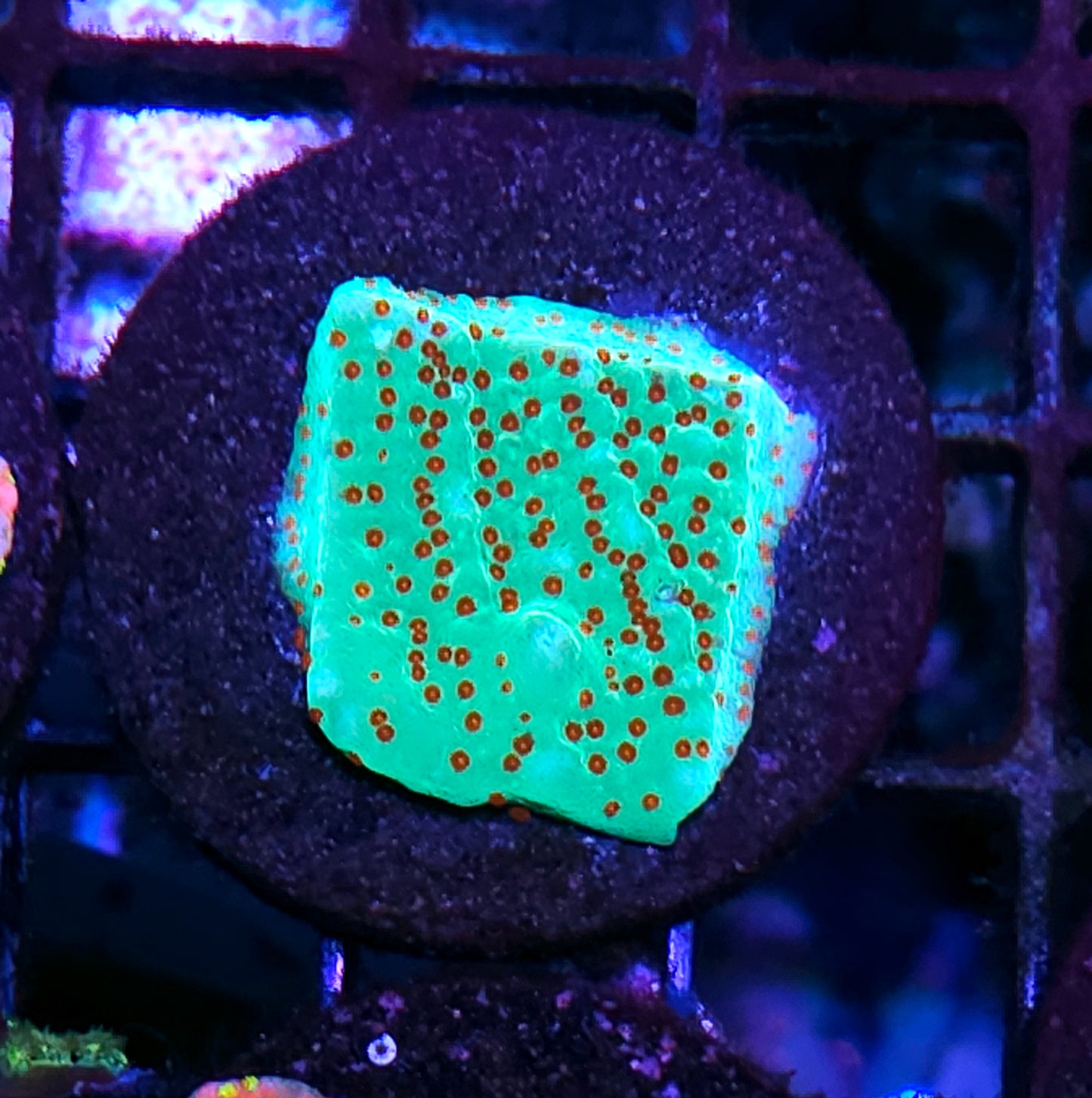 Seasons Greetings Montipora