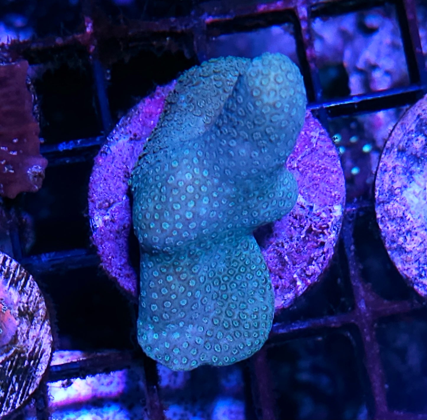 Seafoam Porites