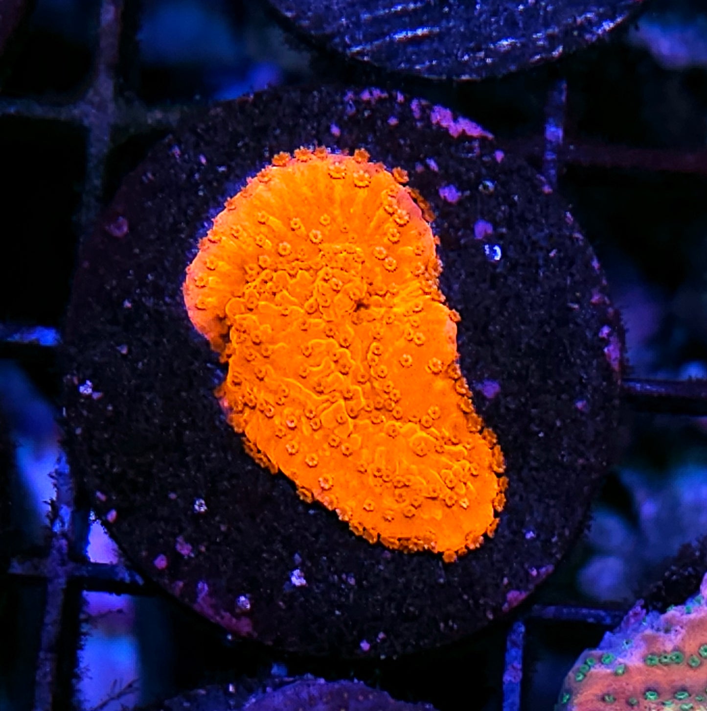 Flame Montipora