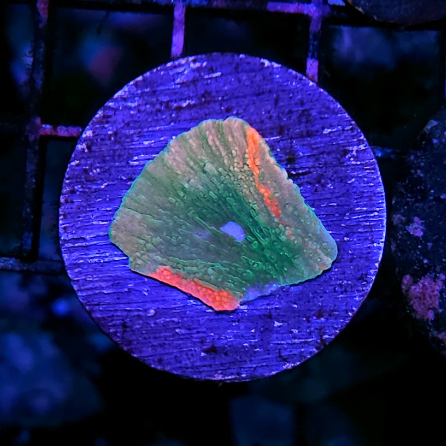 DR Grafted Montipora