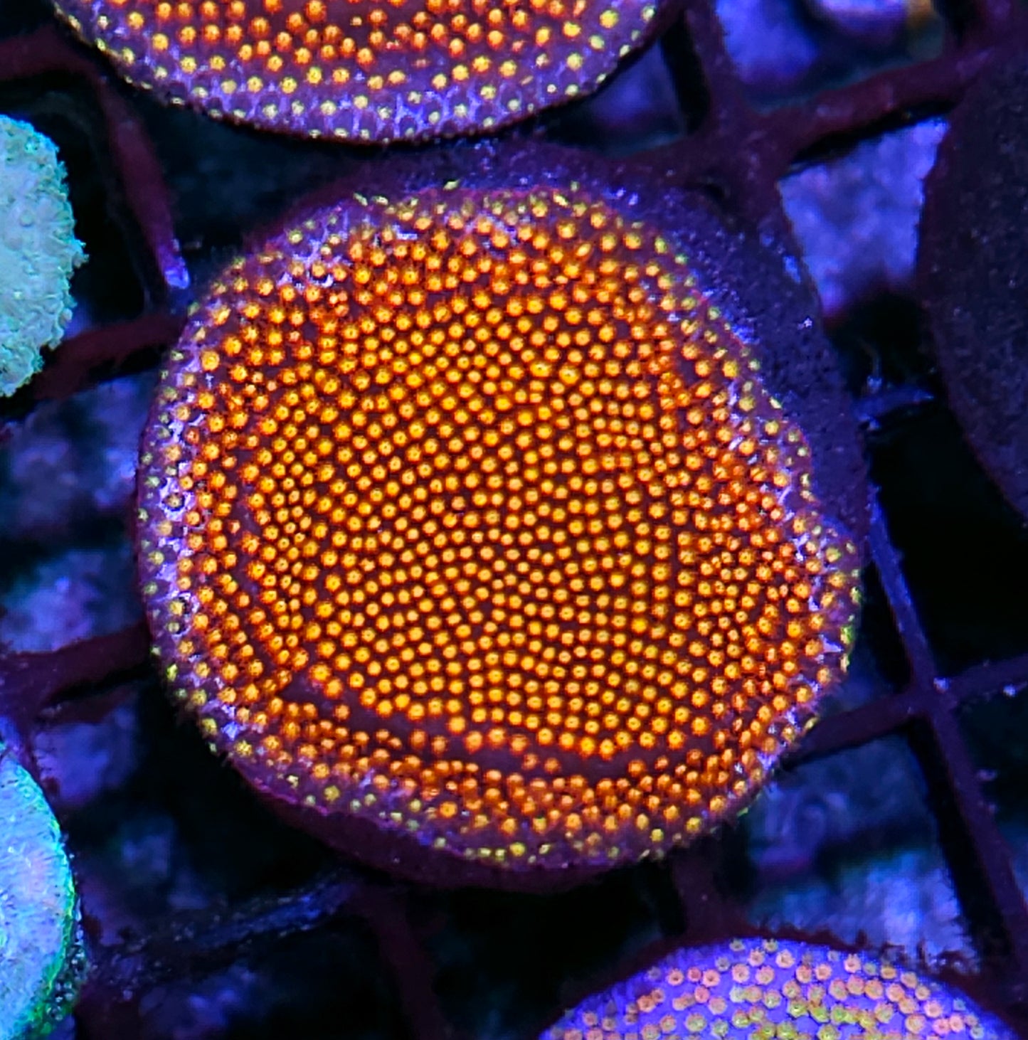 Twisted Metal Stylocoeneila Colony