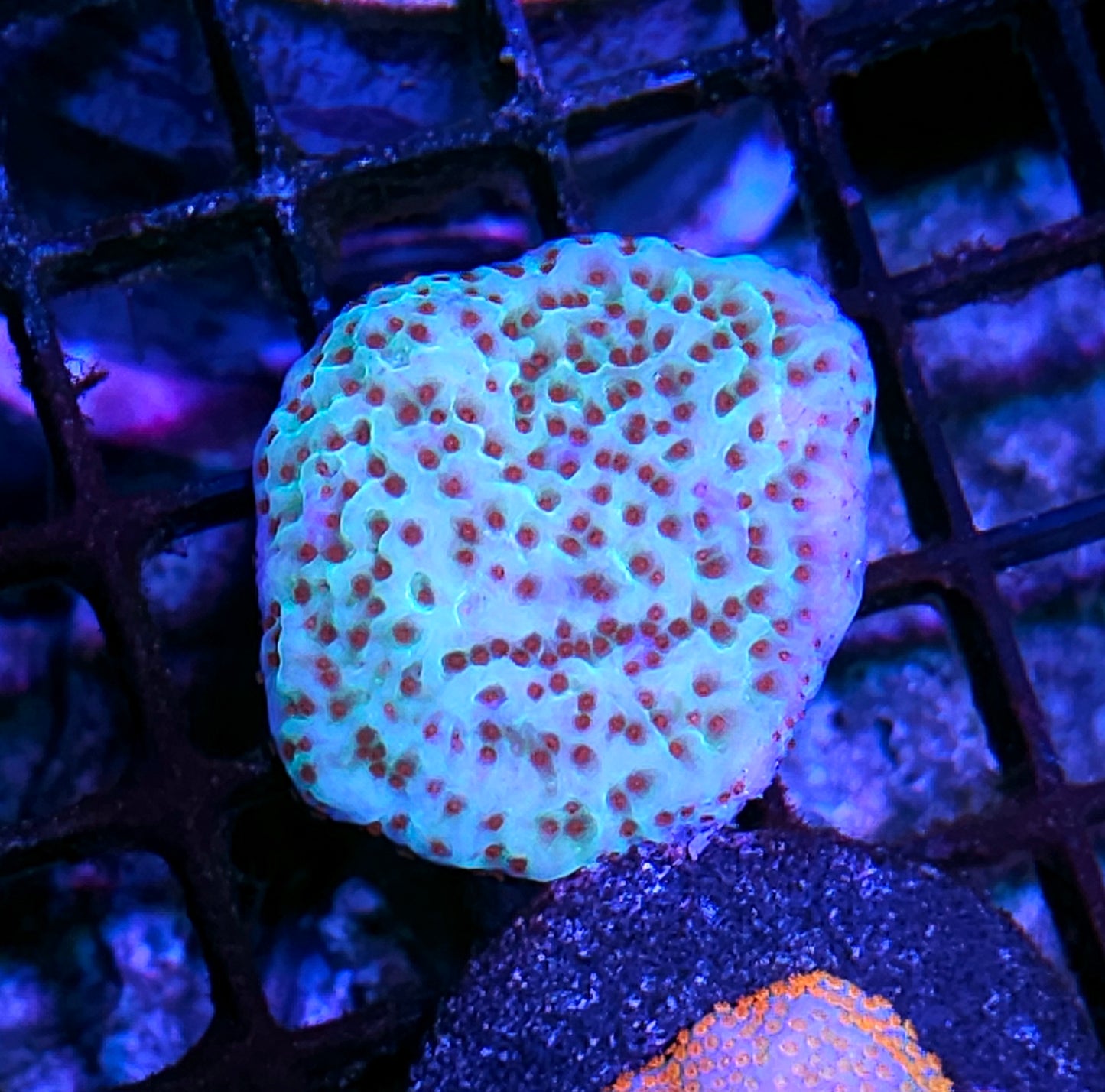 Jedi Mind Tricks Montipora