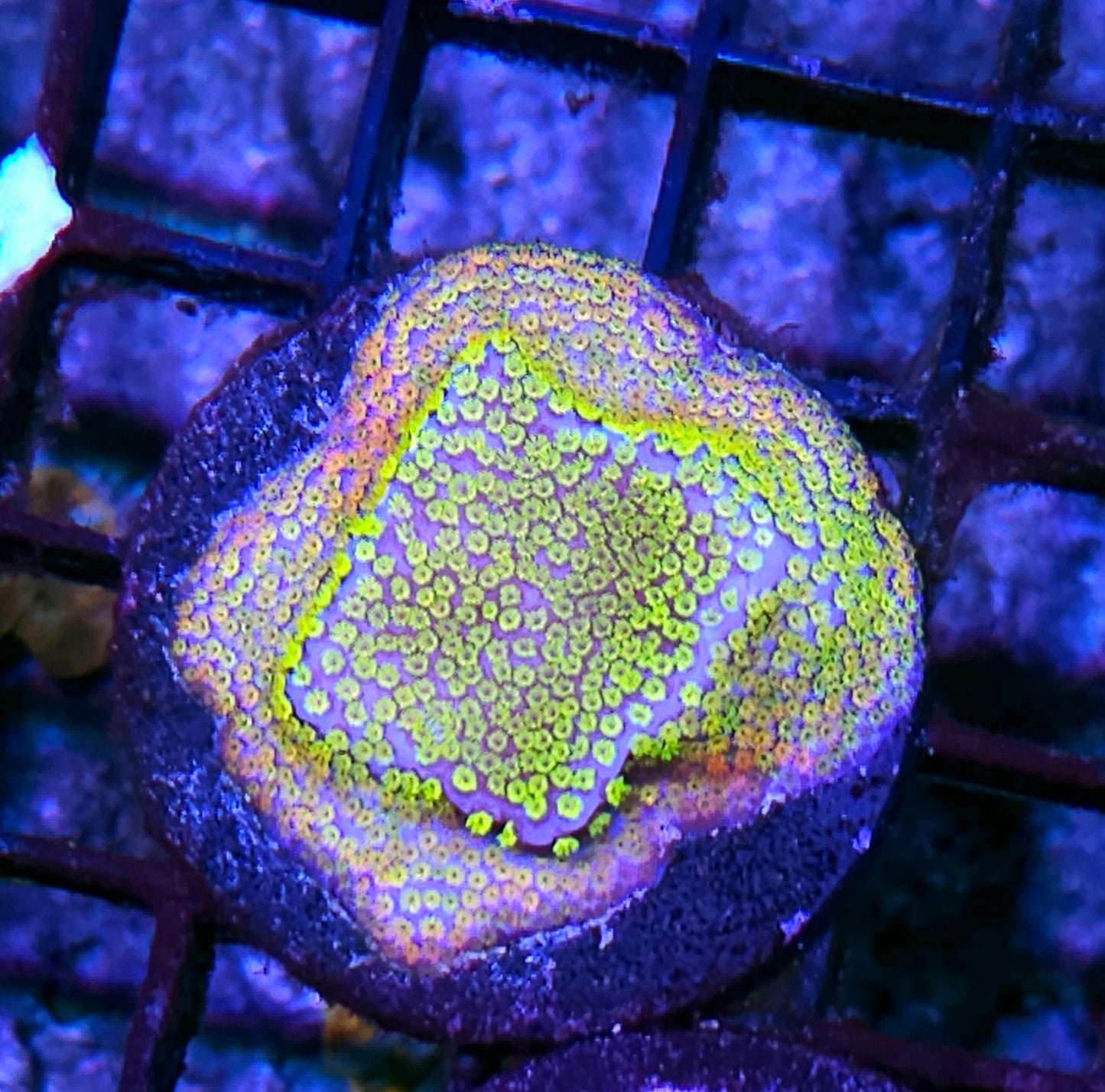 Razor Rainbow Montipora