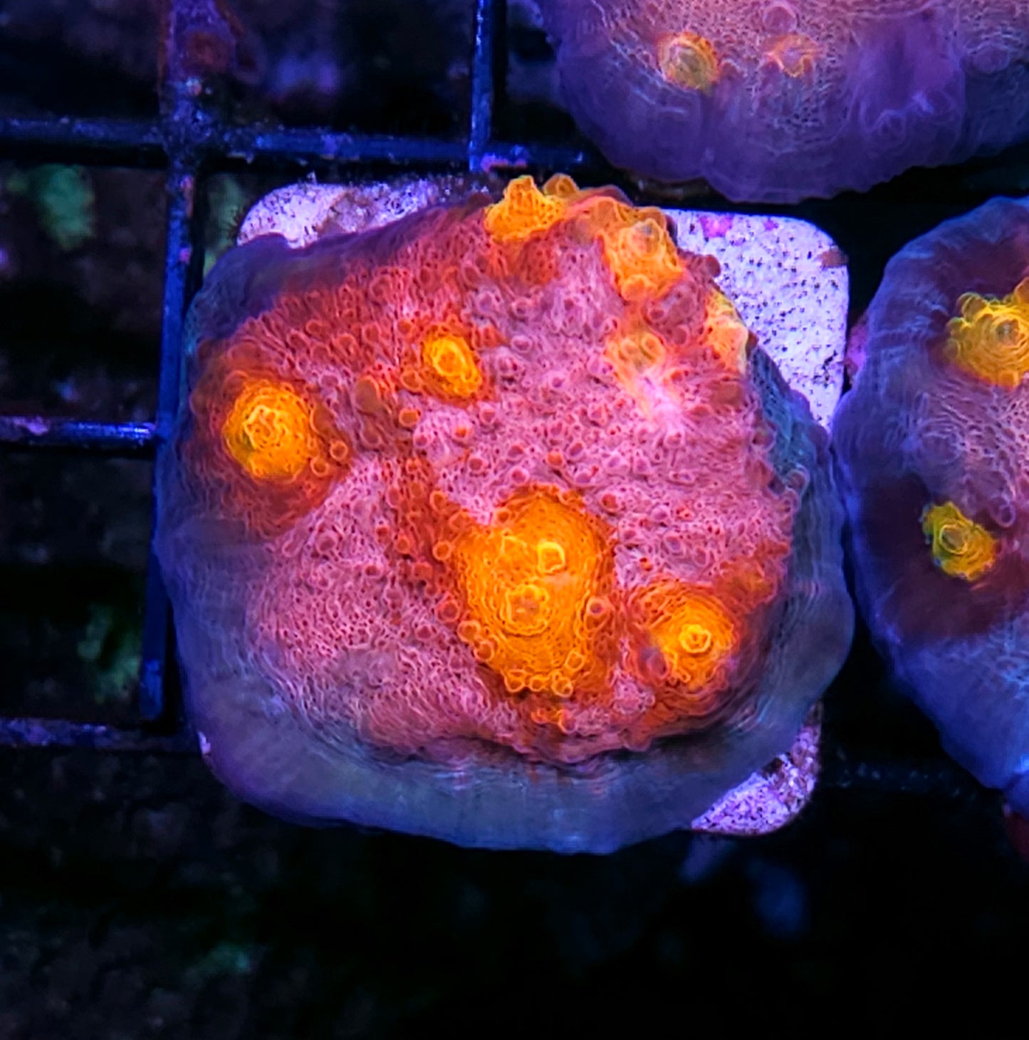 DR Biohazard Chalice Mini Colony