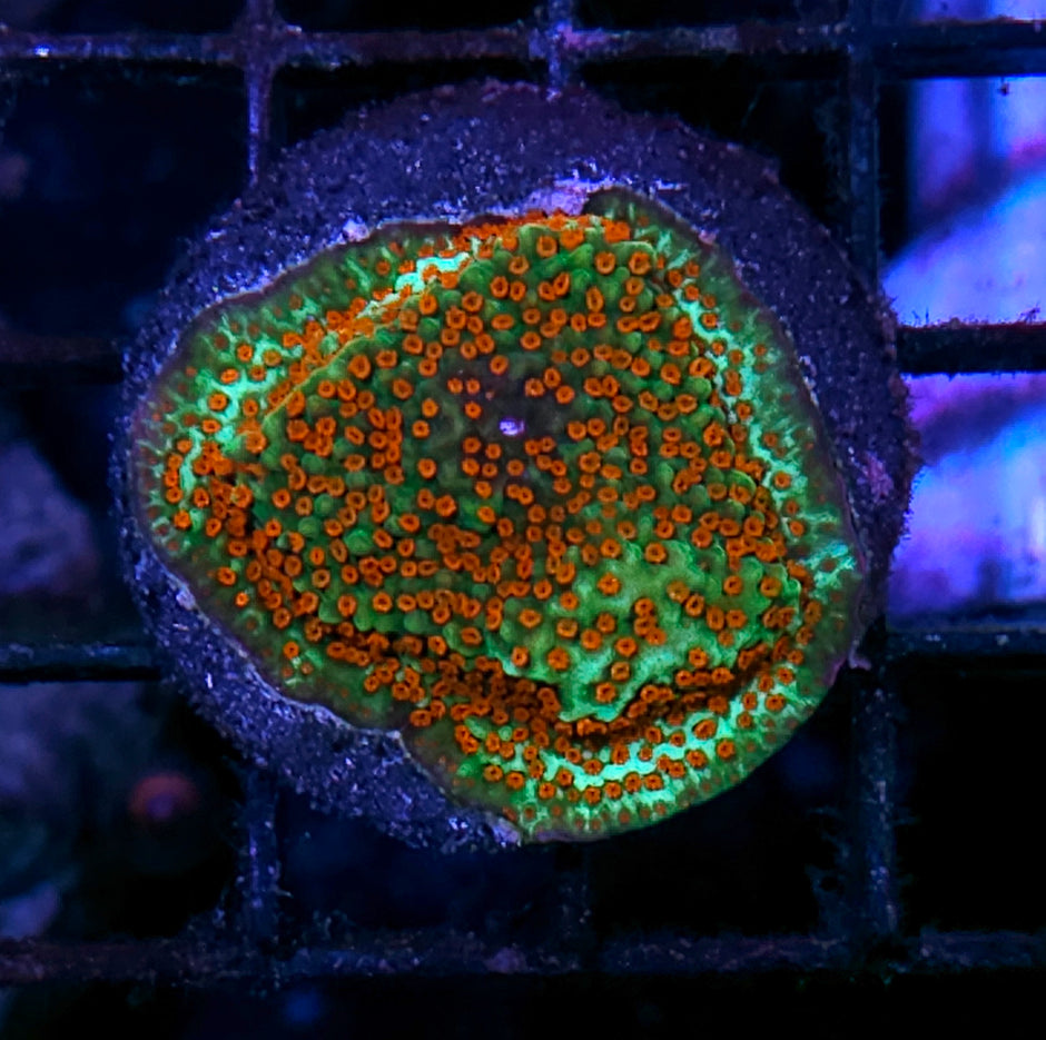 Cindy Lou Who Montipora