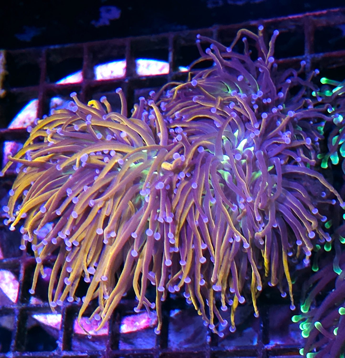 Approx 4 Head Knicks Torch Colony