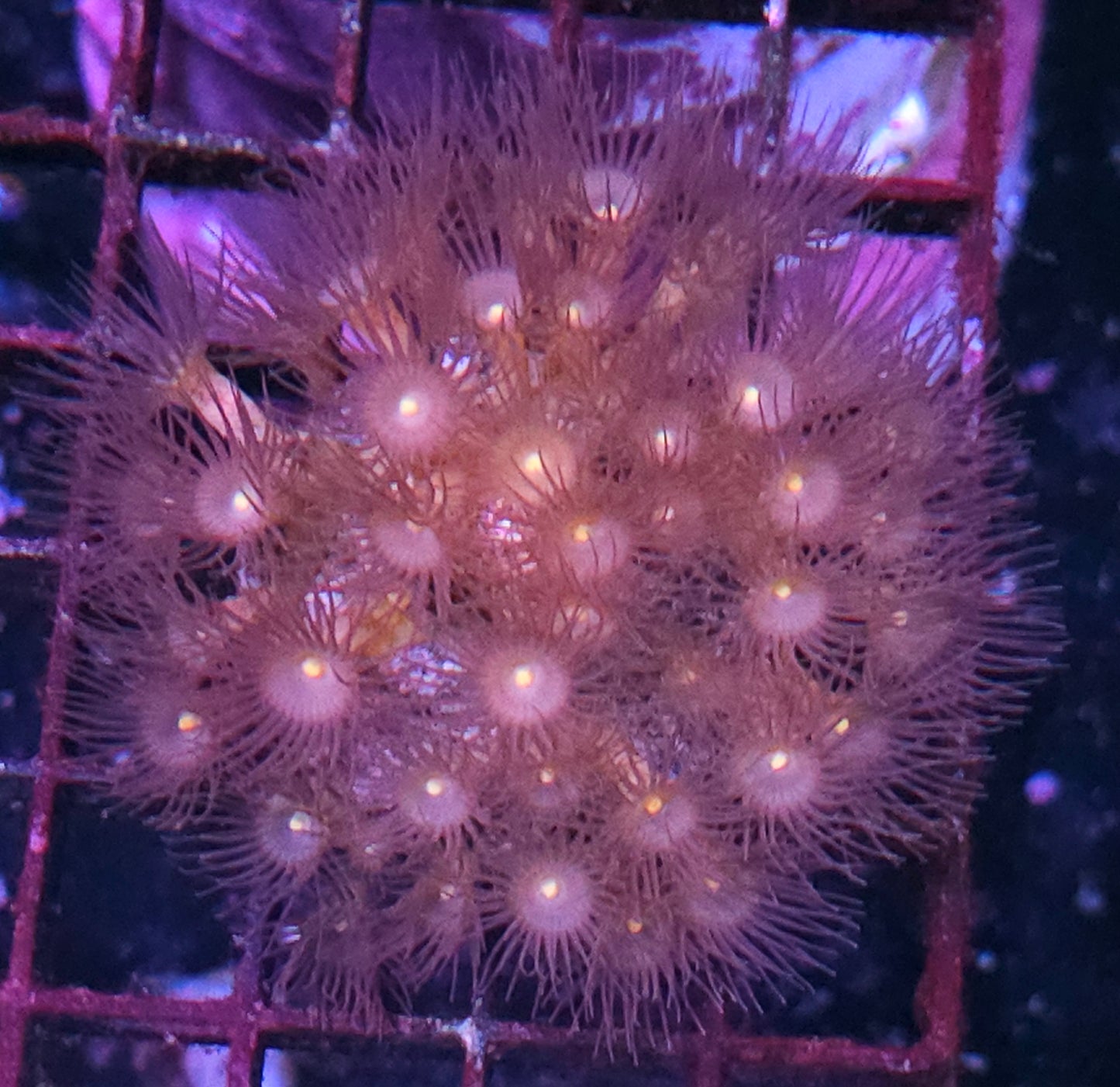 Yellow Polyps
