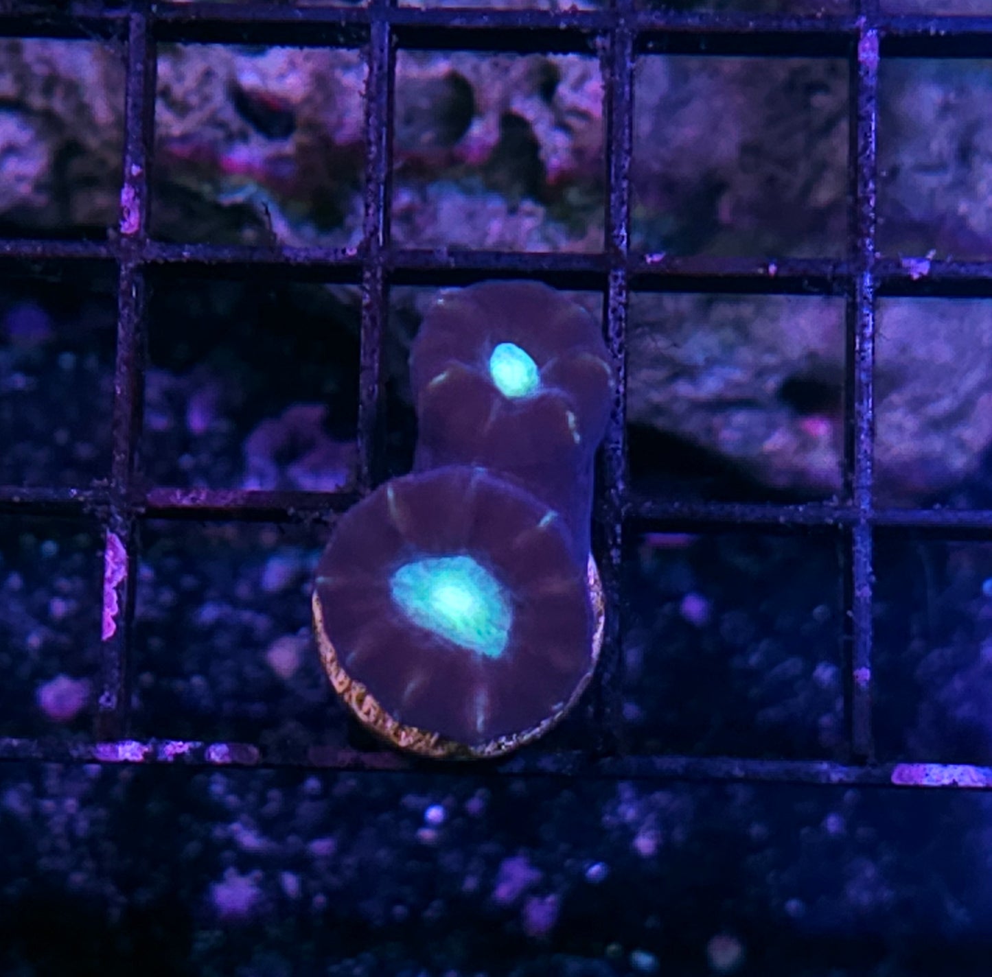Neon Eye Candy Cane