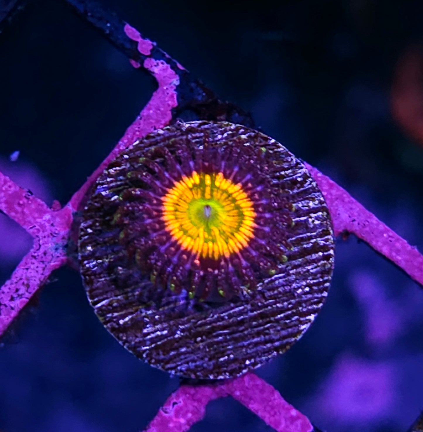 Sunny D Zoas