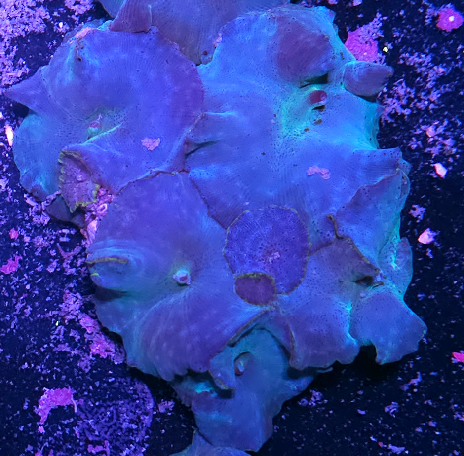 Turquoise Velvet Mushroom Colony
