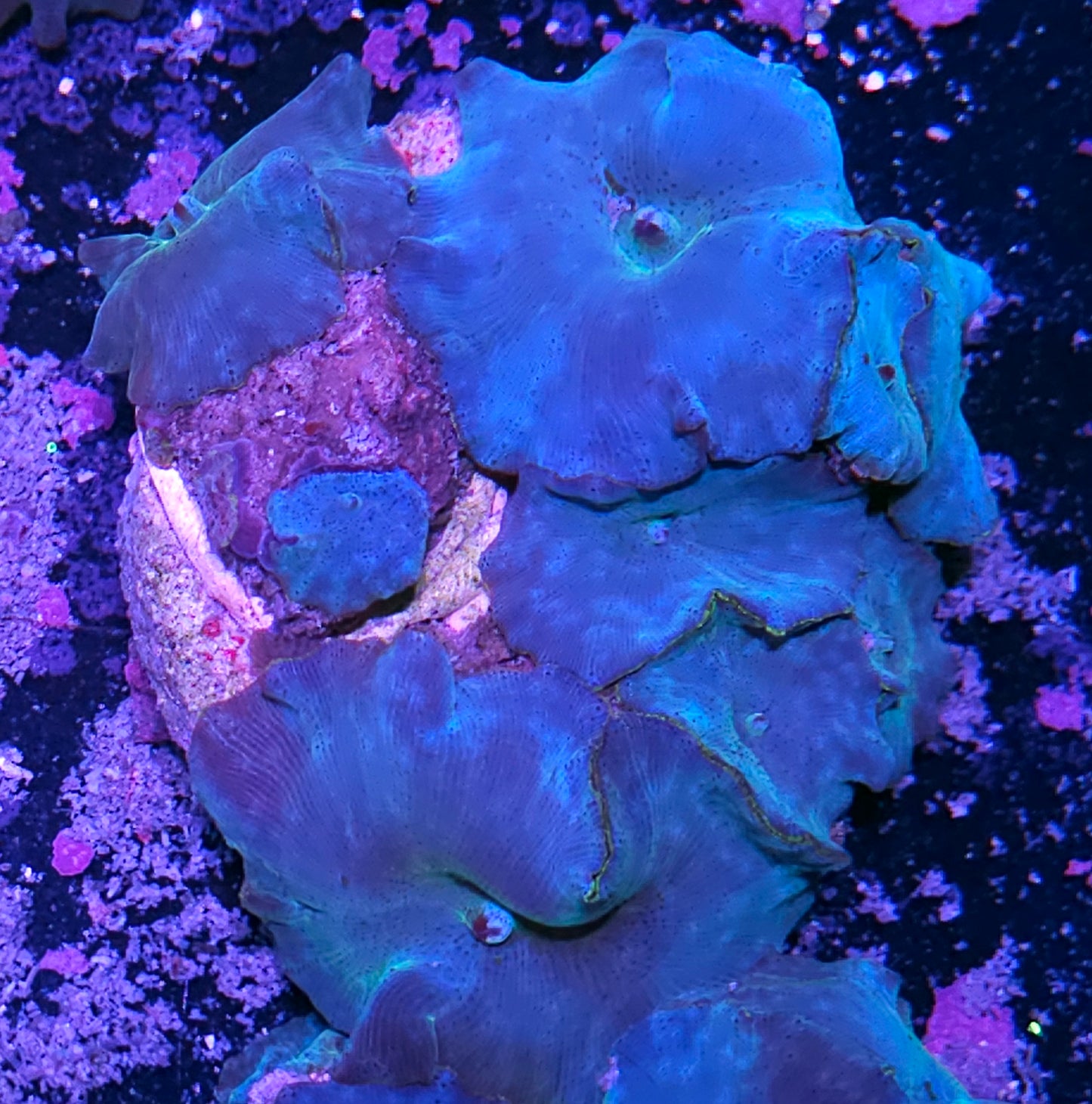 Turquoise Velvet Mushroom Colony