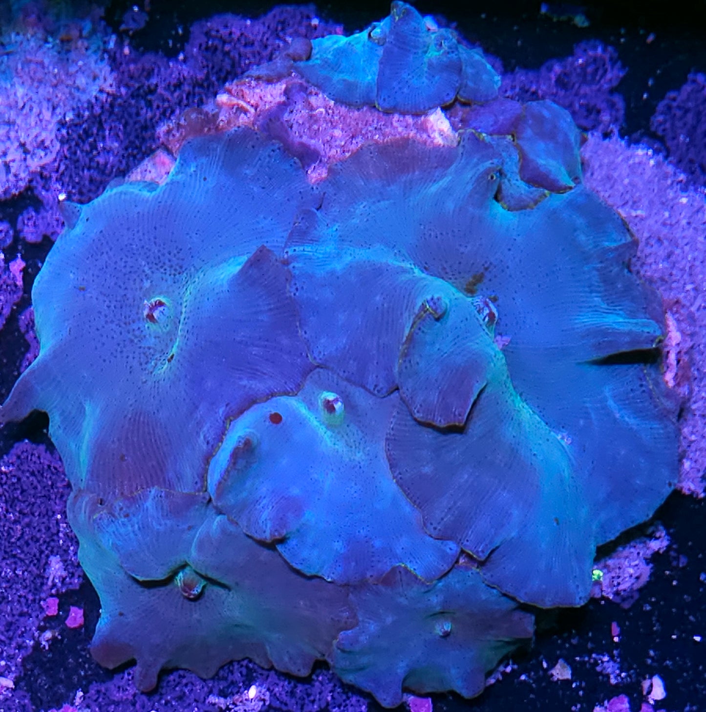 Turquoise Velvet Mushroom Colony