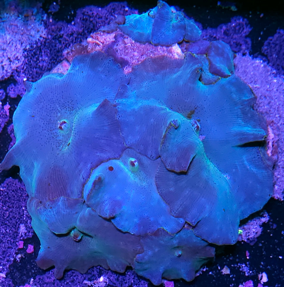 Turquoise Velvet Mushroom Colony