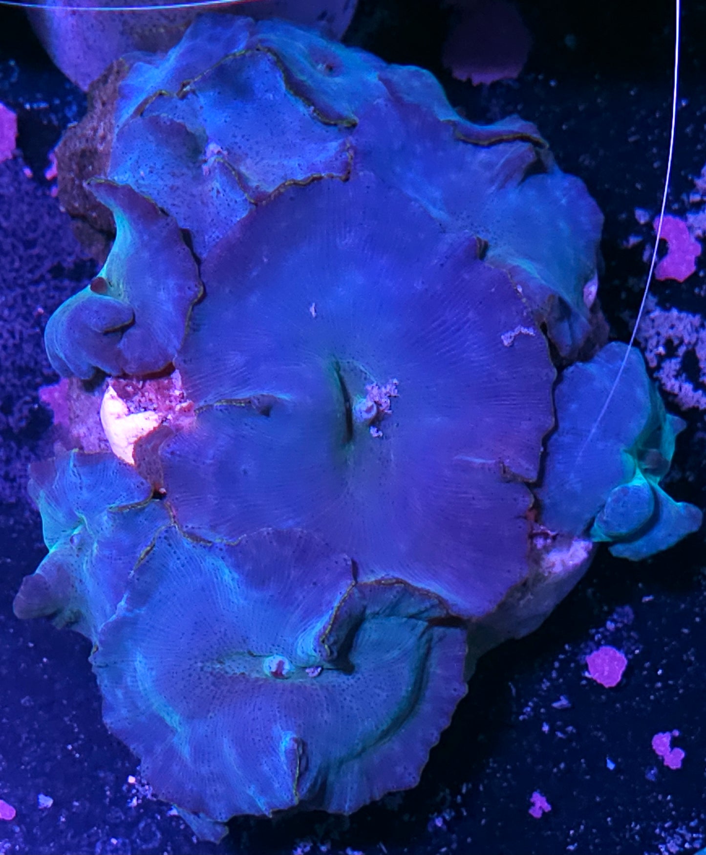 Turquoise Velvet Mushroom Colony