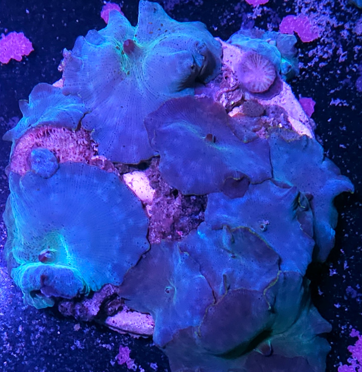 Turquoise Velvet Mushroom Colony