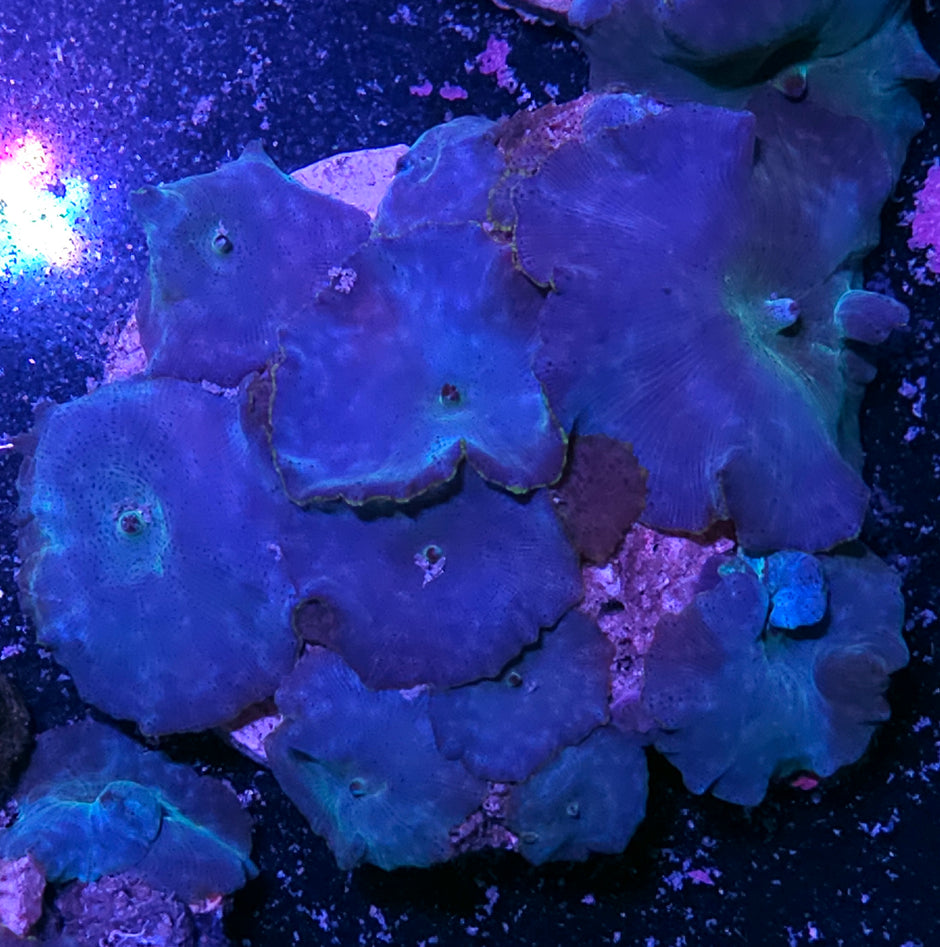 Turquoise Velvet Mushroom Colony