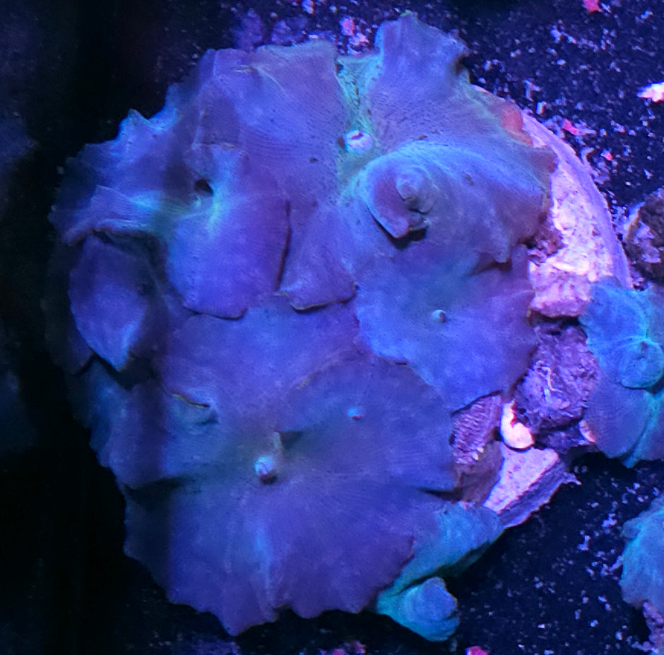 Turquoise Velvet Mushroom Colony