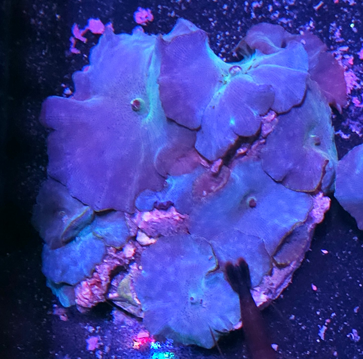 Turquoise Velvet Mushroom Colony