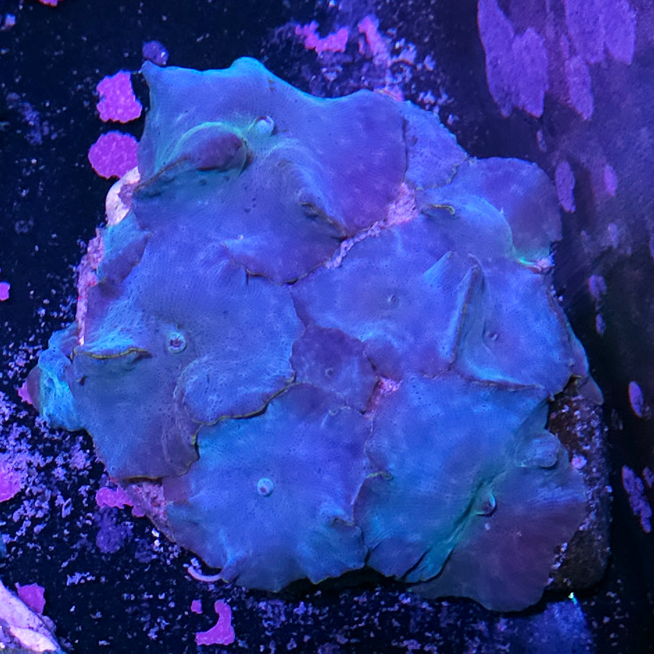 Turquoise Velvet Mushroom Colony