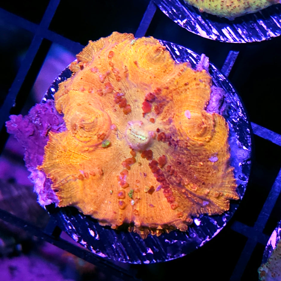 Til Death Do Us Part Neglecta Umbrella Mushroom