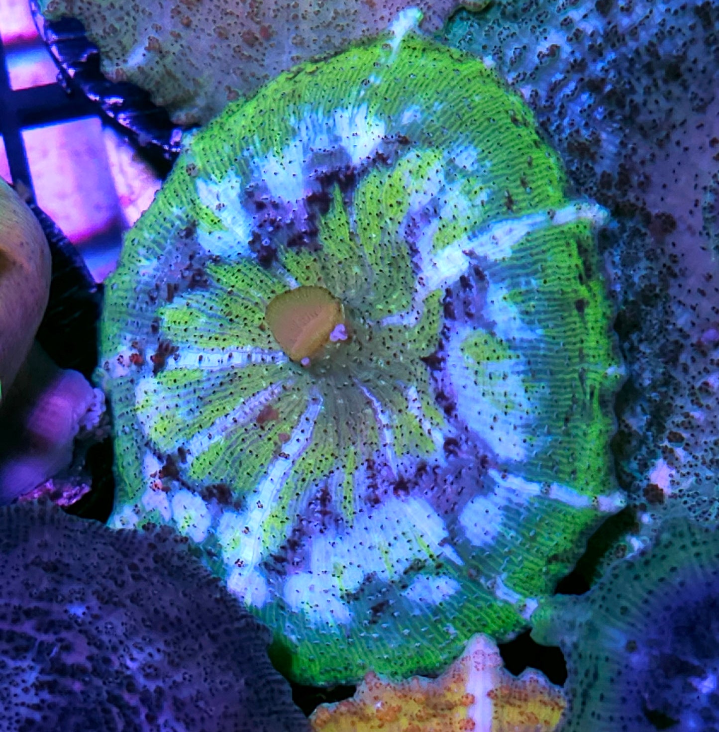 Space Warp Neglecta Umbrella Mushroom